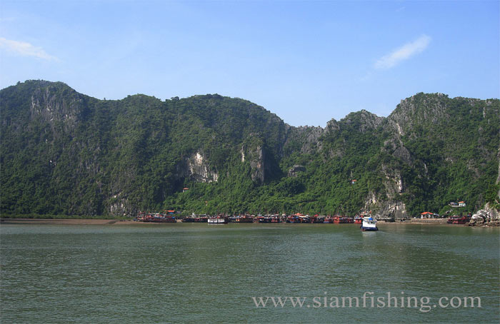 เรือทุกลำมุ่งหน้าสู่เกาะแม่ ภายในมีถ้ำซึ่งมีระยะทางยาวหลายร้อยเมตร ฮาลองเบย์ จึงถูกประกาศให้เป็นมรดก