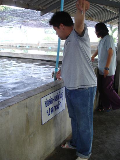 ท่านประธาน มองเห้นอะไร บางอย่างใน บ่อเพาะ ก็รีบกวักมือเรียกพวกเราเข้าไปดูโดยด่วน.... :ohh: :ohh: :oh