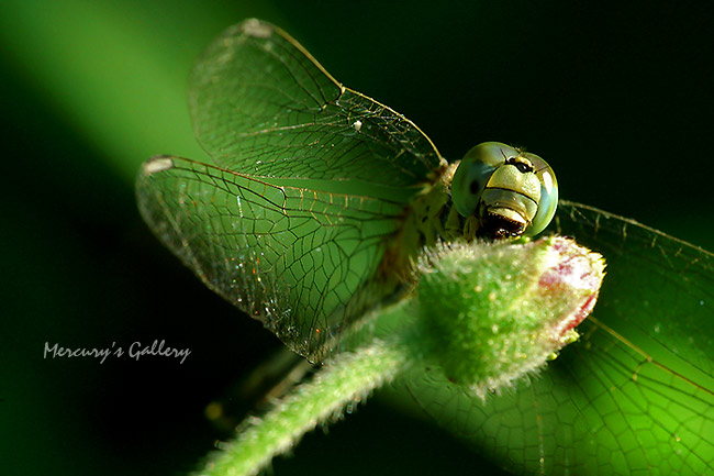 รูปนี้เอามายั่วน้องซีครับ Sig 180 f3.5 macro HSM (ถ่ายห่างเกือบเมตร)
 :umh: :umh: :umh:

น้าเว็ปม