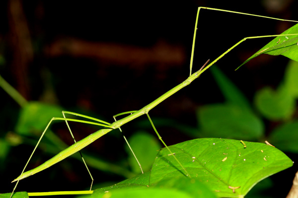 แต่กิ่งไม้กิ่งนี้แปลกๆอยู่เหมือนกันนะครับ :cool: