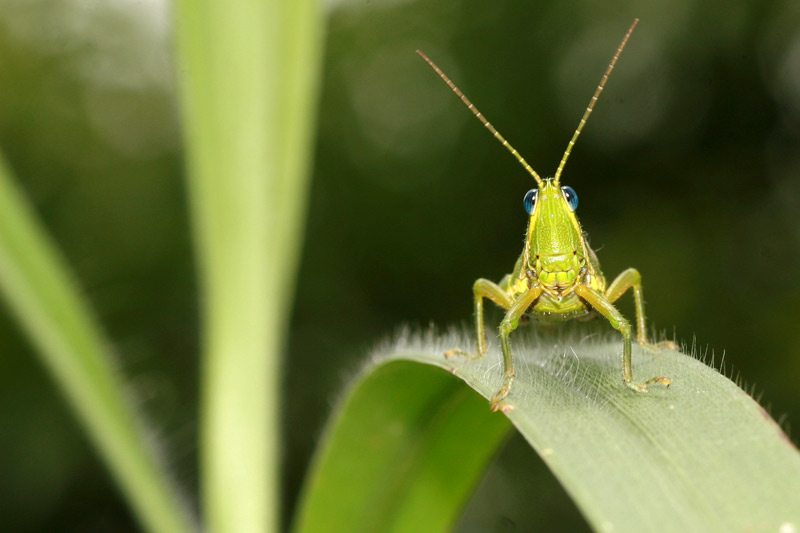 อดไม่ได้ตัวสุดท้ายของวันนี้ ฝากน้องตั๊กแนว a bug life อีกตัวครับแล้วจะทะยอยมาลงอีกถ้าชอบกันนะครับ :c