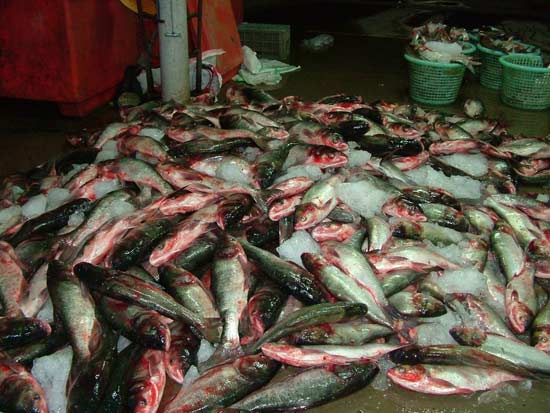 อีก 1 ชนิด คือ ปลาจีนหัวโต ครับ... ทั้งปลาจีนและปลาเปคู จะมียอดการสั่งซื้อจากทางปักษ์ใต้สูงมักๆๆๆ...
