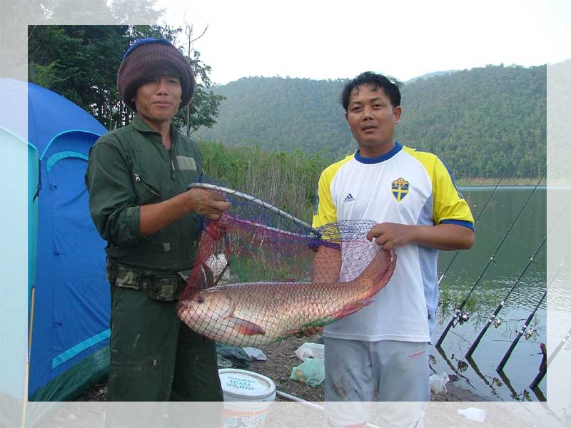 ยี่สกใหญ่ที่เขื่อนแม่กวงอุดมธารา อ.ดอยสะเก็ด จ.เชียงใหม่