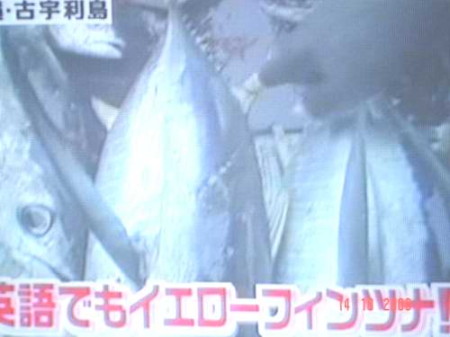  :cool: :love: พักใหญ่ๆคุณซูรุโอกะก็เริ่มเก็บคะแนนเป็นกอบเป็นกำกับหลากหลายชนิดปลาที่จับขึ้นมาได้ :lo