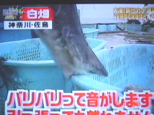  :love: :umh:เจ้าตัวนี้ก็มา ฉลามค่ะ ชิราฮาตะบอกว่าต้องระวังเจ้านี่ให้ดี ถ้าตกได้ขึ้นมาแล้วไม่ตายนี่อ