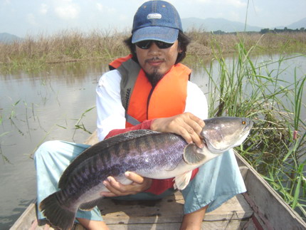 ต้นเหตุแห่งความวุ่นวาย บนเรือ...อิอิ...
 สะจาย อีน้ากั๊กเล็กเค้าล่ะ....
ชะโดโทน ตัวนี้ ขนาดสวย แบบ