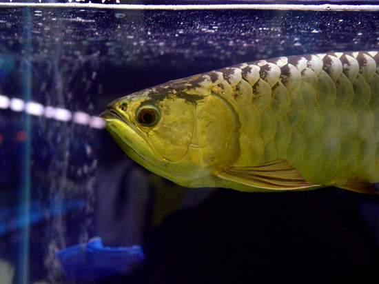 ทองมาเลย์ใหญ่ ตัวนี้สวยครับ หัวทรงปลาทู น่าจะเป็นปลาสายเก่าครับ   :smile: :smile: :smile:





