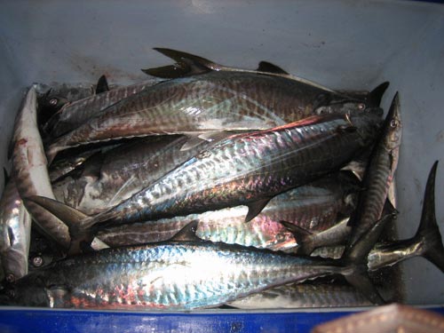 สุดท้ายเหยื่อในห้องเหยื่อก็หมด นั่