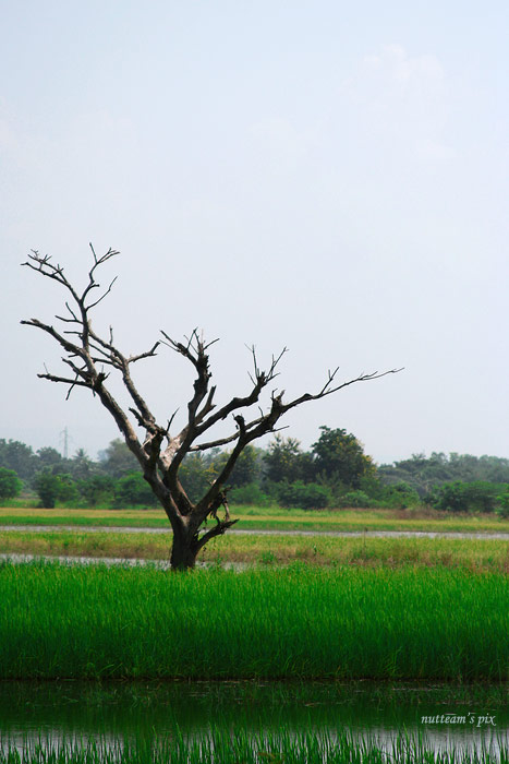 รูปสุดท้ายครับ ที่พิษณุโลก แล้วก็ไม่ได้แวะถ่ายข้างทางอีกเลย รีบกลับครับ แต่ก็ยังแวบไปถ่ายนกที่ชัยนาท