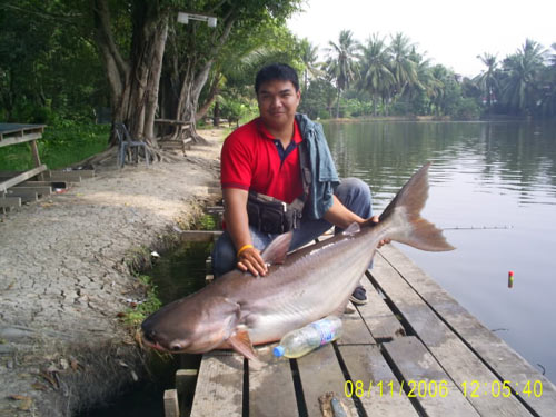 สุดท้ายตัวที่น้าต่ายรอช้อน  ขอขึ้นมาสารภาพ  โดย น้าบอย  ตลิ่งชัน  ตัวนี้ประมาณ  40-50  เหมือนกันครับ