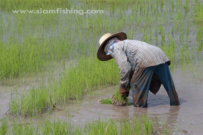 เอ็นโดซัลแฟน 35% มหันตภัยร้ายของสัตว์น้ำตัวล่าสุด