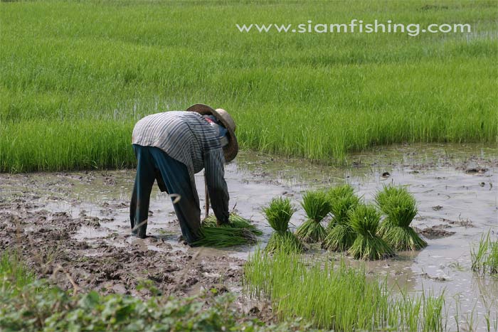 ดังนั้นเกษตรกรจึงต้องใช้ยากำจัดสัตว์ ศัตรูพืชที่ว่านี้ ให้หมดไปจากนาข้าว สารที่ว่านี้มีชื่อสามัญว่า 