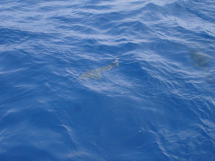 ฉลามเยอะจริงๆครับ แต่พี่ตี๋บอกสู้ๆ
 :love: