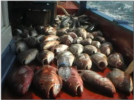 รวมๆ แค่พอได้กินกันครับ 200 กว่าโล...
