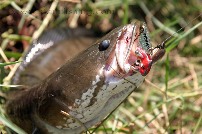 เรามันพวก Snake Head Only ใช่หรือเปล่าครับ น้าต้น ลูแปง  :laughing: :laughing: :laughing: