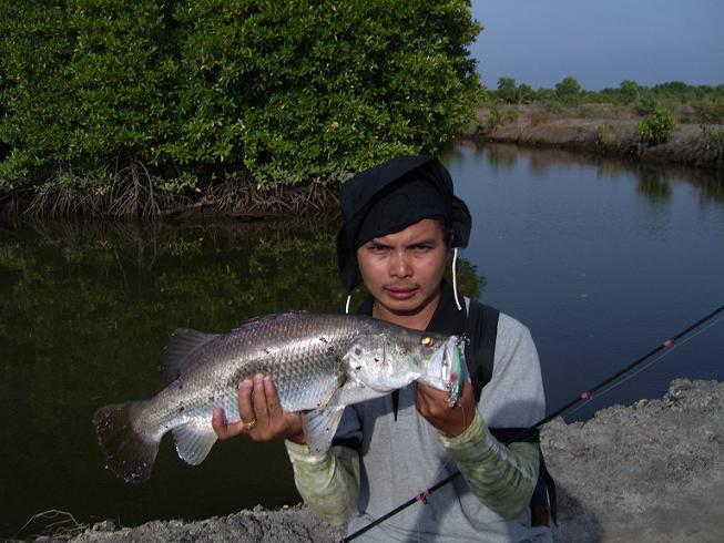 หลังจาก เจิดศรีได้ไม่นาน  ผมก็สอยขึ้นมา 1 ตัว  ไซด์ 2 กก.เป๊ะ กิน  jig minnow  8 cm ของ live bait กั