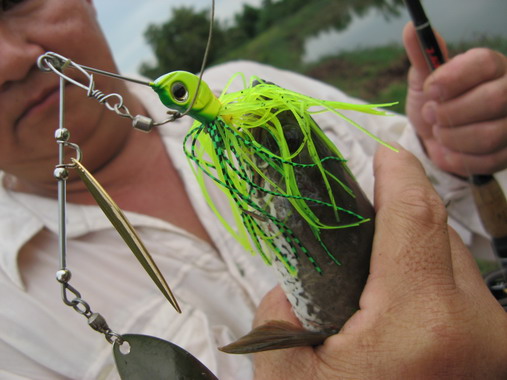 ถึงจะตัวไม่โตมากแต่ก็งับ SPINNER BAIT 1/2 Oz. เข้าไปเต็มๆ  :love: