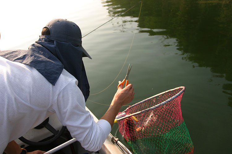กระสูบตัวนี้ลากไปพันเชือกเบ็ดราวใต้น้ำ

กรรไกรขนาดใหญ่เป็นสิ่งจำเป็นอย่างหนึ่งในการตกปลานะครับ

