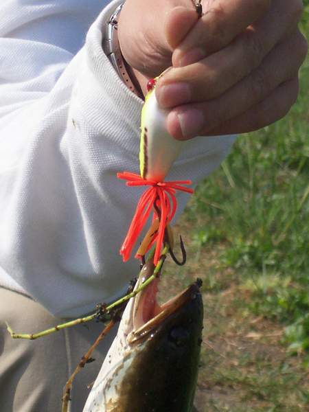 ส่วนเหยื่อที่ไม่ได้ปลาเลยเป็น Megabass V-4 Buzz Bait ที่พอผมได้ปลาขึ้นมาจากเหยื่อกบหลายตัวแล้วก็เกิด