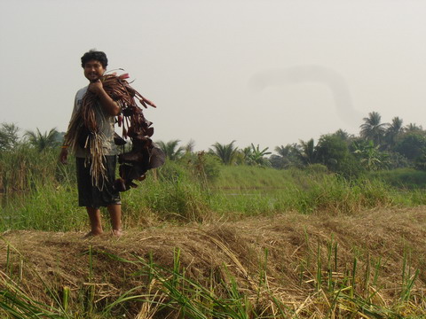 ...สายบัว..เยอะมากคับ  น้าเอ เลยลงไป ถอนมาแกงส้มกับปลาช่อนซะหน่อยเย็นนี้..... :laughing: