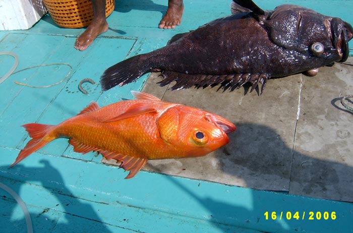 เทียบไซด์ ระหว่าง สีทอง และเก๋าถ่าน 