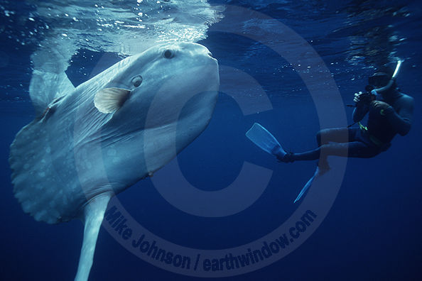 เอารูป Sunfish หรือ Mola ในภาษาลาติน แปลว่า Mi