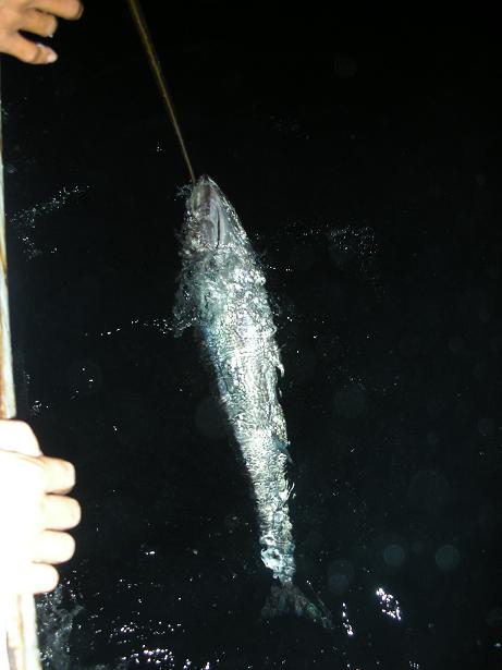 ทุกคนในเรือเอาใจช่วย dog tooth โดยใช้เรือลากช้าๆให้น้ำไหลผ่านเหงือกเพื่อช่วยชีวิตมัน :blush: