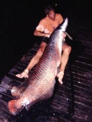 Arapaima เป็นปลาเกล็ด และปลาล่าเหยื่อน้ำจืดที่ใหญ่ที่สุดในโลกครับ ที่เคยได้ยินถ้าไม่ผิดนะครับ ขนาดเก