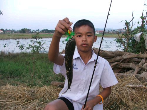 ผม ด.ช.ณัฐภัทร วรรรลา ชื่อเล่นโปรนัดหรือ fishdokung สิงปลาหลุดครับ  อยู่จ.เลยครับ อุปกรณ์ รอก baitca