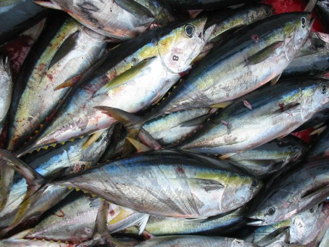 ปลาทูน่าเหล่านี้ส่วนใหญ่เมื่อถึงฝั่ง ก็จะถูกแลกเป็นปลาทูน่ากระป๋อง  บ้างก็ถูกรมควัน  โดยที่บริษัทปลา