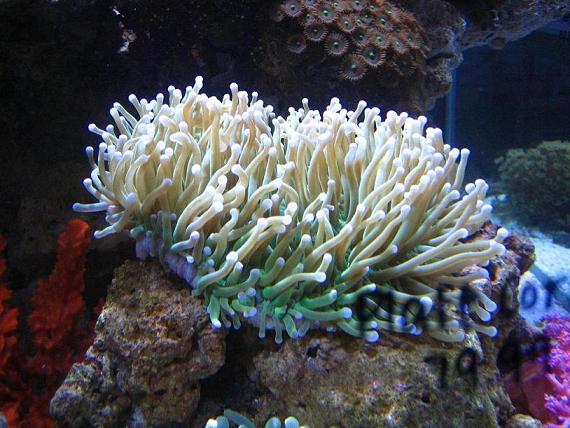 เอา รูป  Coral ไปดูแทนก่อนละกัน  ขอแจม นะคับบ :love: