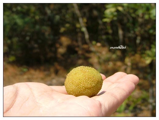อันนี้ส้มสาค่ะ กินจริง ๆ ไม่มีเล่น
