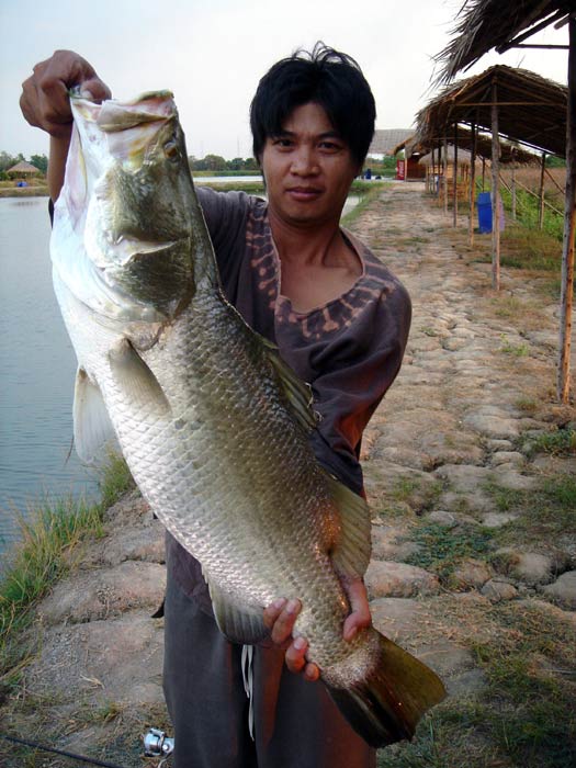 เอ้า! ... ตัวใหญ่ ถ่ายรูปหน่อย ... ตัวนี้น่าจะอยู่ 5-6 โลครับ ไซด์กะลังมันส์
