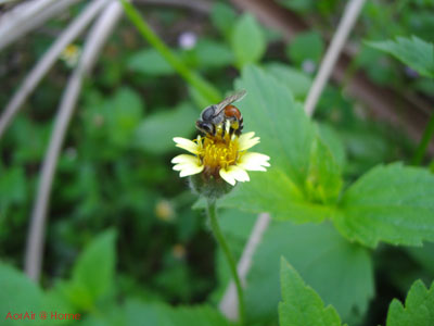 กลีบดอกสวยอ่ะ เห็นผึ้งด้วย   :smile: