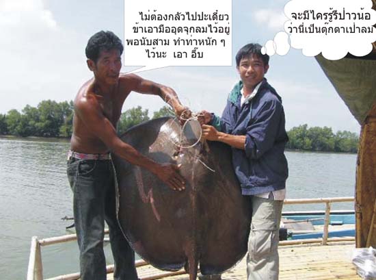 - น้าหน่อย ทำเป็นบอกว่าแห้ว สาวนะ เดี่ยวถ้าเห็นวันนั้นพาไปด้วยนะขอให้ปลากระเบนเกินเบ็ดน้าหน่อย และเบ