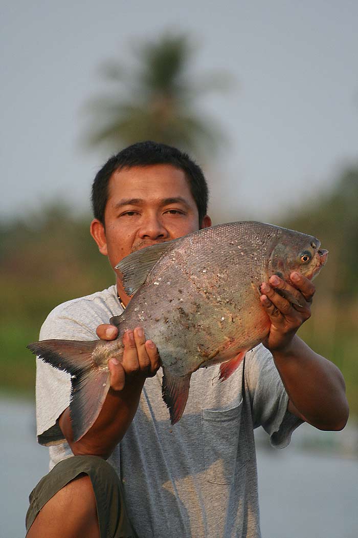  :grin: :grin: :grin: :grin:โทฟี่ ของน้าหมู ครับ :grin: :grin: :grin: