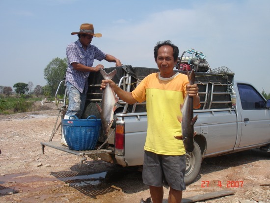 ภาพการลงปลาสวาย ขนาด 1.5 - 2 Kg. 300 ตัว