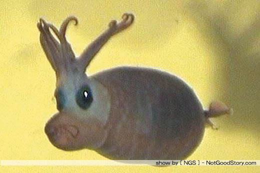 ปลาหมึกลูกหมู (Piglet Squid) :laughing:
ปลาหมึกลูกหมูมีชื่อสามัญว่า Deep Sea Cranchid Squid เป็นปลา