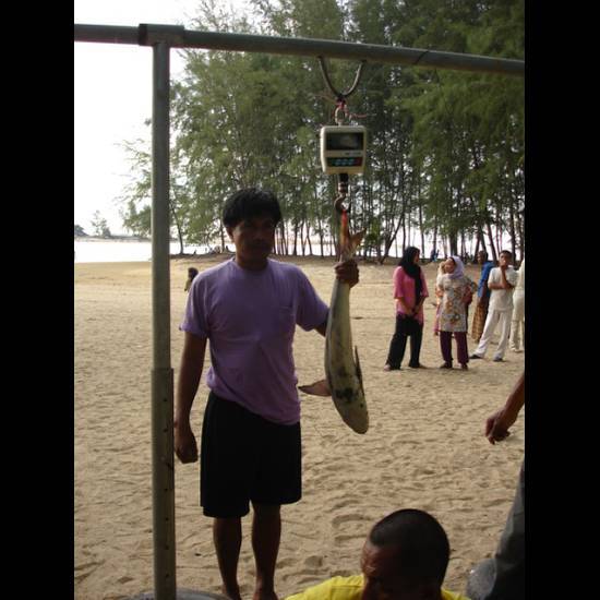    นักกีฬาทยอยนำปลามาขึ้นชั่งสะสมเกมส์ในวันแรกก่อนครับ 