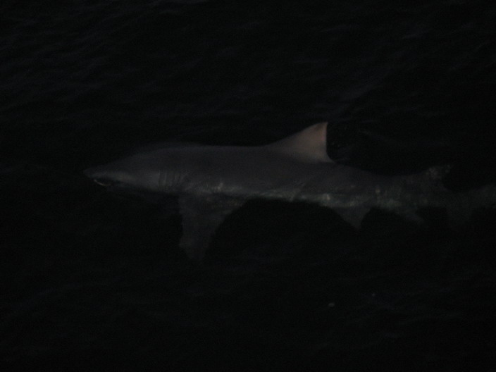มาแล้วครับ...เป็น..Lemon Shark ครับผม..หนักประมาน...250 ปอนด์