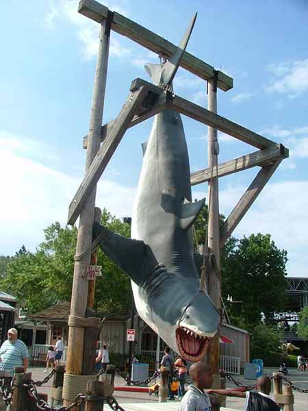 นี่ก้อ ฉลามที่ Florida เหมือนกันครับ

ตั ว ใ ห ญ่ มั่ ก ๆ