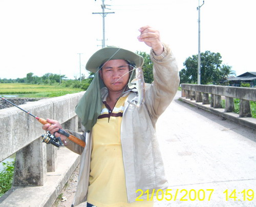  :cool: :cool: :cool:.....ปลากดก้อมาแจมด้วย 1 ตัวครับไม่รู้หลงมาได้งัยได้อยู่ตัวเดียวเอง...... :cool