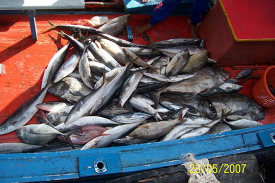 เรามาถึงท่าเรือทับละมุกัน ราวๆบ่ายสี่โมงแล้วครับ ไปแวะที่ซั้งกันแป๊ปนึง  นี่ก็กำลังขนปลาขึ้นมาจากห้อ