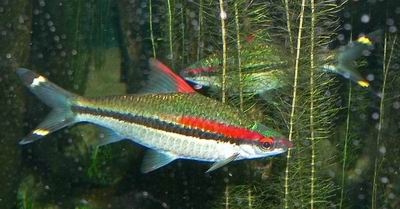 ปลาตะเพียนหน้าแดง :ชื่อวิทยาศาสตร์ Puntius denisonii เป็นปลาน้ำจืดกึ่งเขตร้อน มีถิ่นอาศัยอยู่ในแม่น้