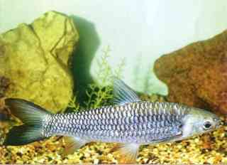 ปลาบ้า: มีชื่อวิทยาศาสตร์ว่า Leptobarbus hoevenii  ปลาบ้า อาศัยอยู่ตามแม่น้ำสายใหญ่ ๆ ทั่วประเทศ เช่
