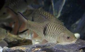 ปลากระสูบขีด : มีชื่อวิทยาศาสตร์ว่าHampala macrolepidota  มีขนาดใหญ่กว่ากระสูบจุดซึ่งเป็นปลาในสกุลเด