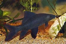 ปลากาดำ :  มีชื่อวิทยาศาสตร์ว่า Epalzeorhynchos chrysophekadeon มักหากินตามพื้นท้องน้ำ โดยการแทะเล็ม