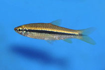 ซิวควายข้างเงิน :  มีชื่อวิทยาศาสตร์ว่า Rasbora argyrotaenia  มีรูปร่างคล้ายปลาซิวควายซึ่งอยู่ในสกุล