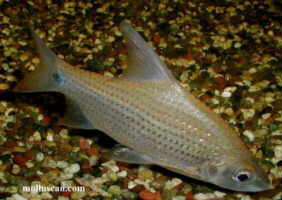 ไส้ตันตาแดง :  มีชื่อวิทยาศาสตร์ว่า Cyclocheilichthys apogon  มีรูปร่างคล้ายปลาตะเพียน แต่ตัวกว้างกว