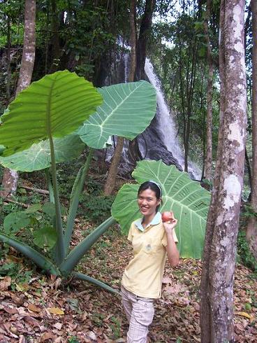 ภาพนี้  น้องออย บอกไม่เกี่ยวกะตกปลา แต่เป็นภาพประทับใจ ที่ได้ เห็น ต้นบอนยักษ์ :smile: